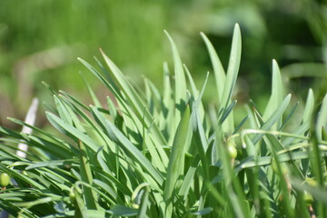 narcissus leaves in spring in the sun 