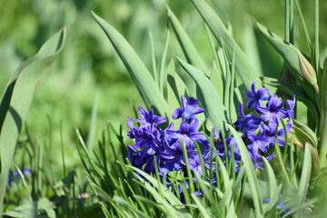 Fototapeta premium purple spring flower in the garden countryside in the spring 