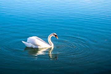 Mute swan gliding across a lake at dawn