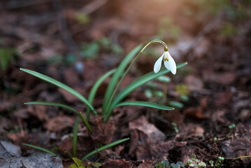 Spring primrose - snowdrop in the forest