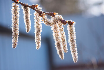 branch with buds. Spring background.