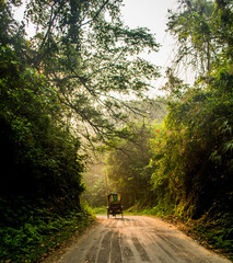 Rickshaw riding through a forest