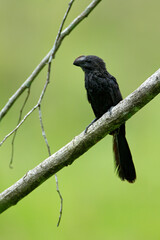 Smooth-billed Ani