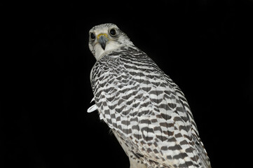 Gyrfalcon (Falco rusticolus) portrait