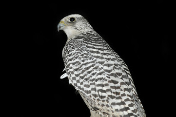 Gyrfalcon (Falco rusticolus) portrait