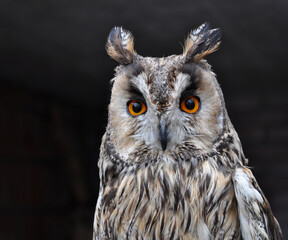Long-eared owl (Asio otus) portrait