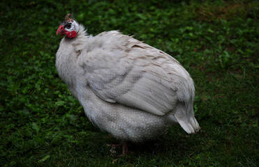 Vulturine guineafowl (Acryllium vulturinum) portrait