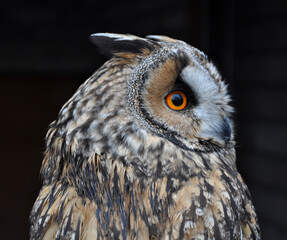 Obraz premium Long-eared owl (Asio otus) portrait