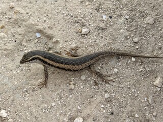 close up of an african striped skink