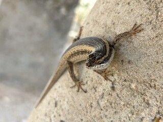 close up of an african striped skink