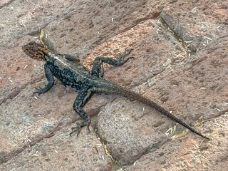 agama planiceps on a wall in Namibia