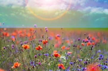 Fototapeta premium Beautiful spring natural landscape of field with flowers