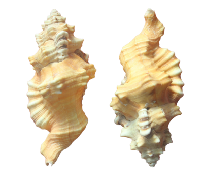 Large seashell isolated. Png transparency - Powered by Adobe