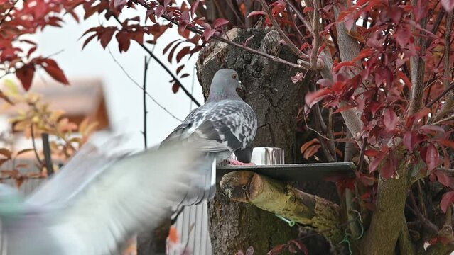 pigeons, oiseaux des villes, colombes, tourterelles, forets , arbres, nature ,plumes, becs,