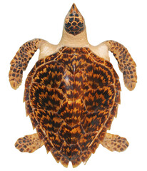 The hawksbill sea turtle isolated. Png transparency