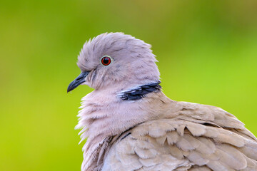 Portrait of a beautiful white dove, also called Eurasian collared dove or ring-necked dove (Streptopelia capicola) on green background.