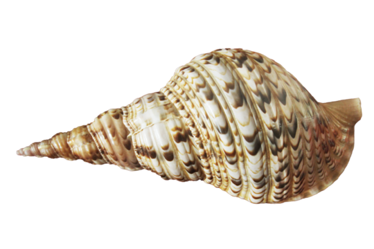 Large seashell isolated. Png transparency - Powered by Adobe