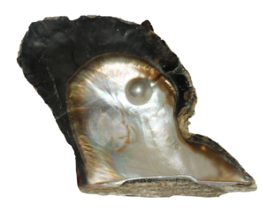 Pearl embedded in Shell Pearl isolated. Png transparency