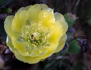Small bees and ant on beautiful yellow cactus flower at Nossa Senhora da Guia viewpoint in Cabo Frio.