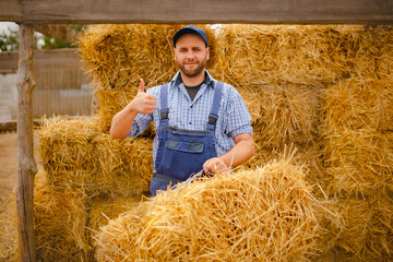 farmer man with thumb up holding hay bale while working in eco farm. harvesting hay for the winter
