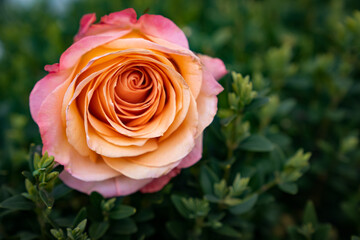 a coral rose in the upper left corner against a background of green leaves