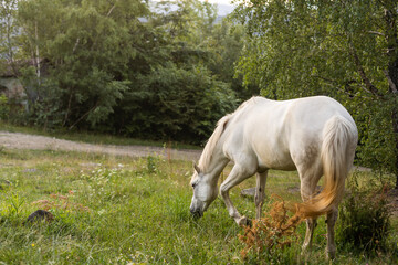 Naklejka na ściany i meble Domestic Horse Grazing in the Meadow