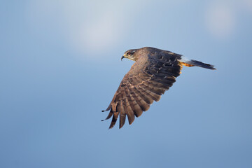 Snail Kite