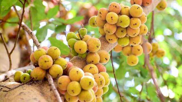 Ripe fruit Ficus Racemosa, one of genus ficus fruit. Popularly known as the cluster fig tree, Indian fig tree or cluster fig.