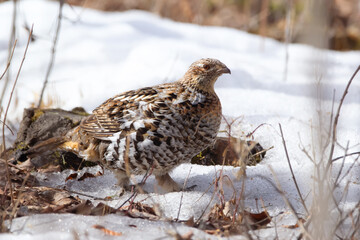 Scene in the wild, Ruffed grouse is walking in spring forest.