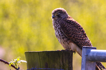 A beautiful Kestrel Perched on a tree trunk. Unfortunately, this Kestrel only has one eye, possibly lost in an attack by another predator.