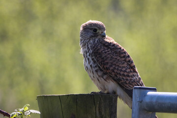 A beautiful Kestrel Perched on a tree trunk. Unfortunately, this Kestrel only has one eye, possibly lost in an attack by another predator.