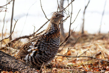Ruffed grouse is  walking in the woods in spring and looking for food.