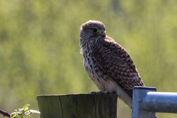 A beautiful Kestrel Perched on a tree trunk. Unfortunately, this Kestrel only has one eye, possibly lost in an attack by another predator.
