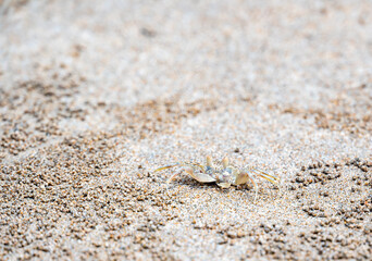 Fototapeta na wymiar The ghost crab (latin name Ocypode cordimanus) is standing on the sand beach. Closeup macro view.