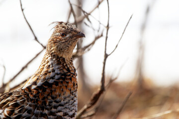 Ruffed grouse in camouflage in early spring in the wild.