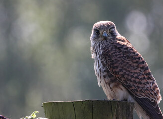 A beautiful Kestrel Perched on a tree trunk. Unfortunately, this Kestrel only has one eye, possibly lost in an attack by another predator.