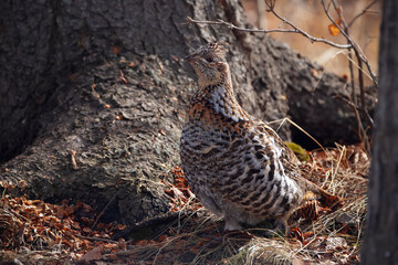 Ruffed grouse is walking in the spring forest under a big tree.