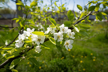 white cherry tree