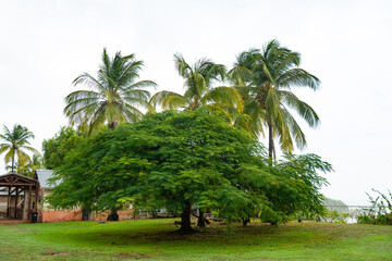 tropical summer palm and tree. tropical summer palm and tree plant.