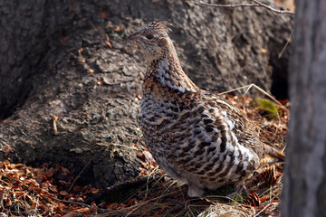 Ruffed grouse is walking in the spring forest under a big tree.