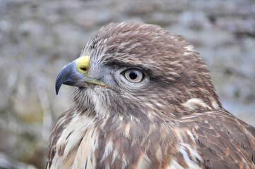 Common buzzard (Buteo buteo) portrait
