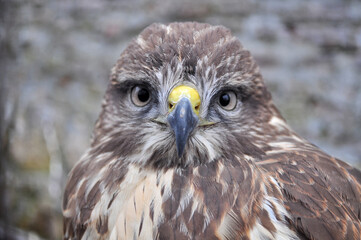Common buzzard (Buteo buteo) portrait