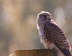 A beautiful Kestrel Perched on a tree trunk. Unfortunately, this Kestrel only has one eye, possibly lost in an attack by another predator.