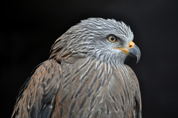 Red kite (Milvus milvus) portrait