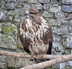 Common buzzard (Buteo buteo) portrait