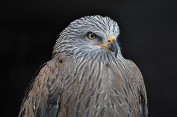 Red kite (Milvus milvus) portrait