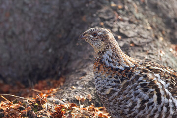 Ruffed grouse in camouflage in early spring in the wild.