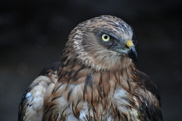 Fototapeta premium Western marsh harrier (Circus aeruginosus) portrait
