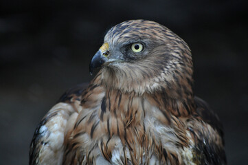 Western marsh harrier (Circus aeruginosus) portrait