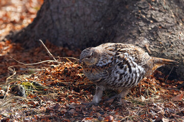 Ruffed grouse is walking in the spring forest under a big tree.